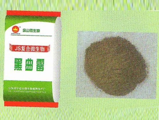 點擊查看詳細信息<br>標題：黑曲霉 閱讀次數：2857